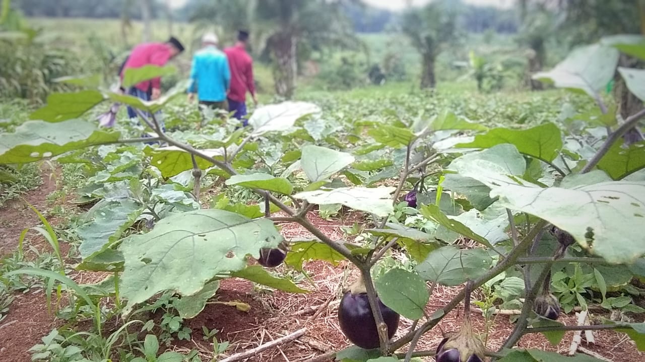  Budidaya  Terung di Pesantren Salaf Hidayatul Mubtadi in 