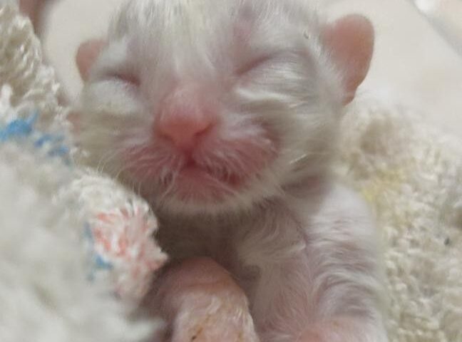 anak kucing